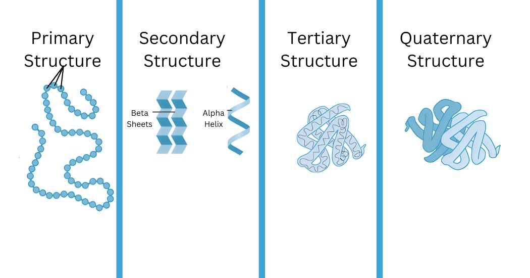 Levels of Protein Structure: Primary Structure, Secondary Structure, Tertiary Structure