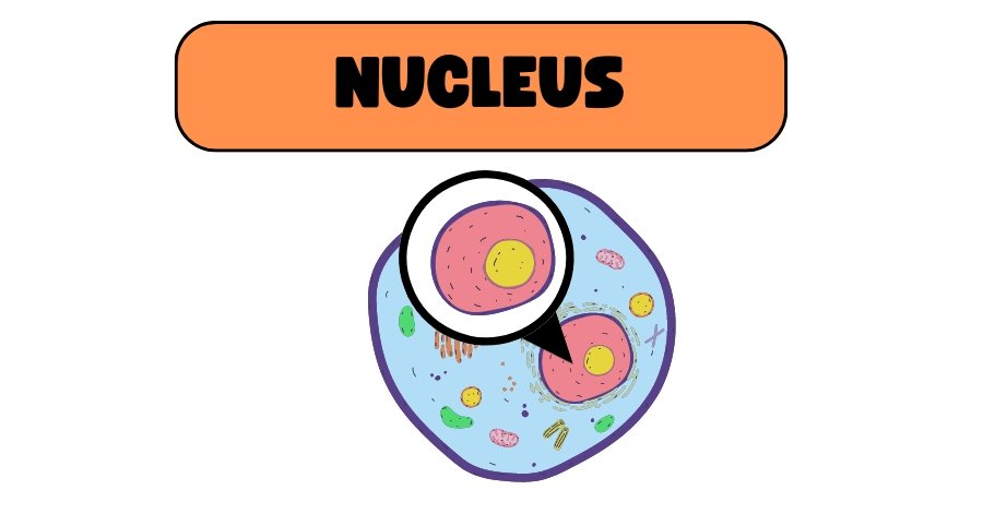 nucleus