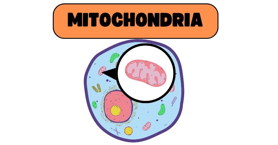 mitochondria