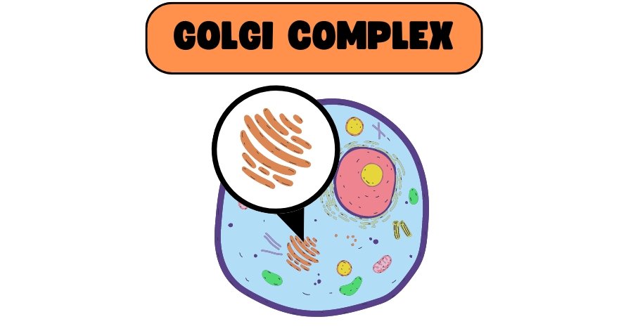 golgi complex