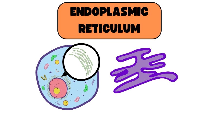 Endoplasmic Reticulum