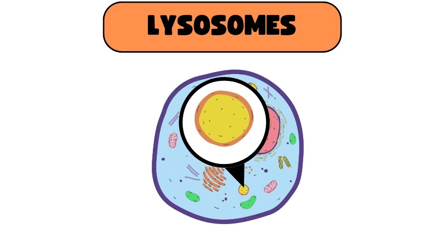 Lysosomes