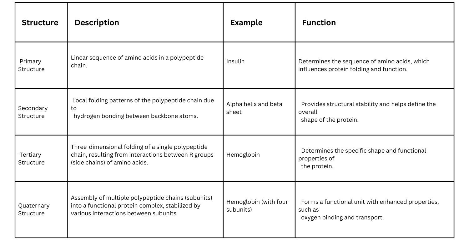 the structures of proteins (primary, secondary, tertiary, and quaternary) along with examples and their functions