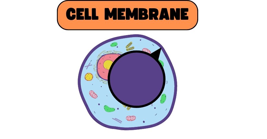 cell membrane