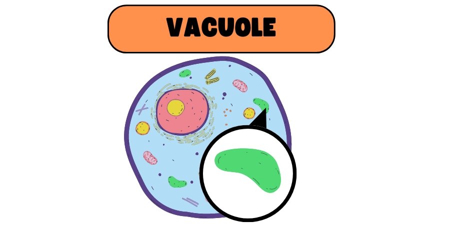 Vacuole