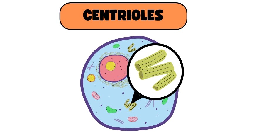 centrioles