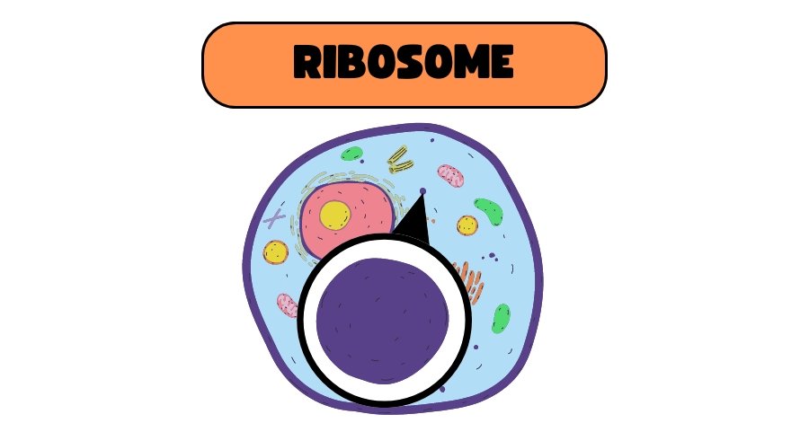 Ribosome