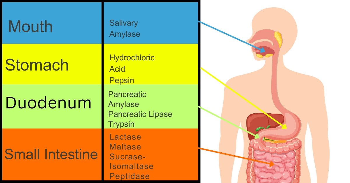 Digestive Enzymes