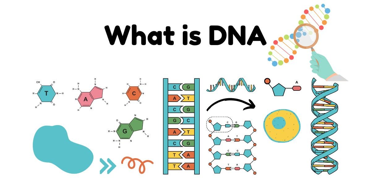 What is DNA