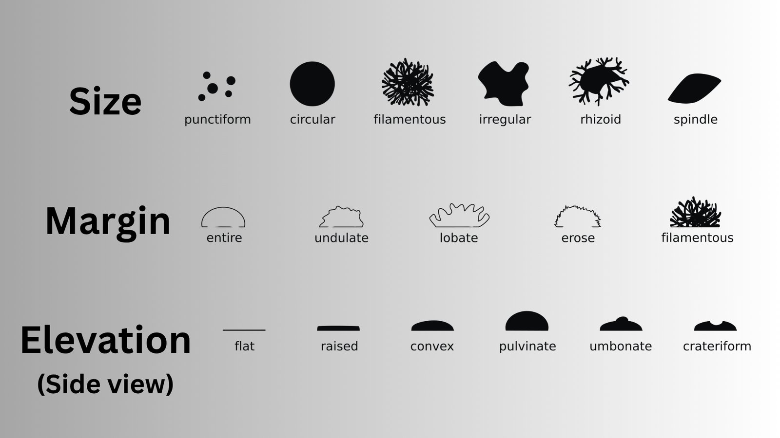 bacteria Macroscopic Colony Characteristics